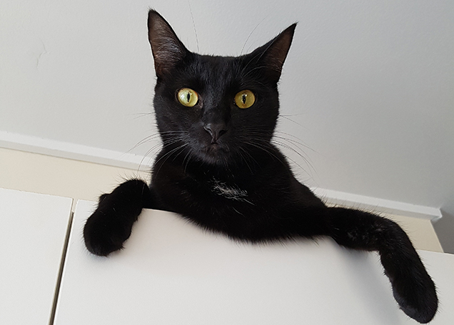 Black cat on top of cupboard